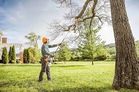 Professional  Tree Services in Alto, TX