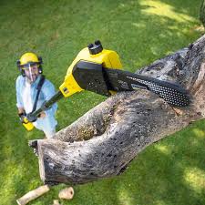 Why Choose Our Tree Removal Services in Alto, TX?